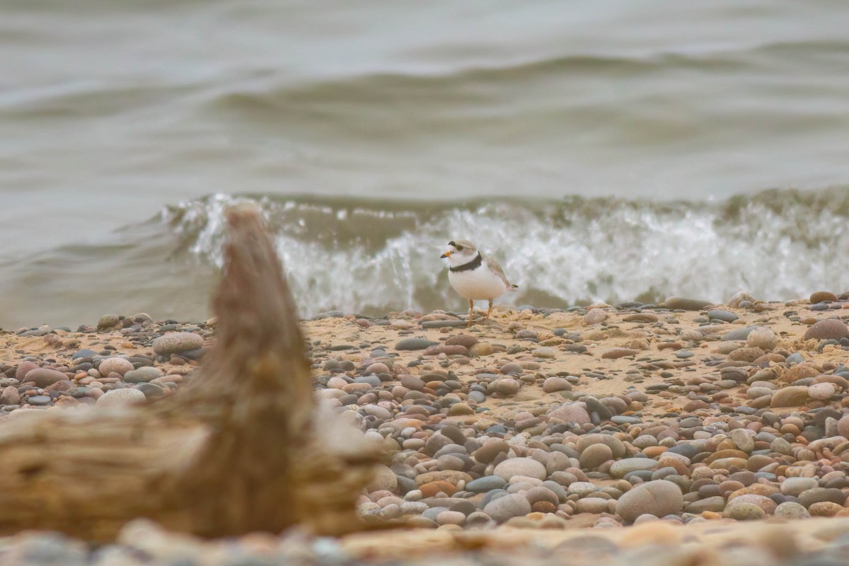 Piping Plover - ML649027446