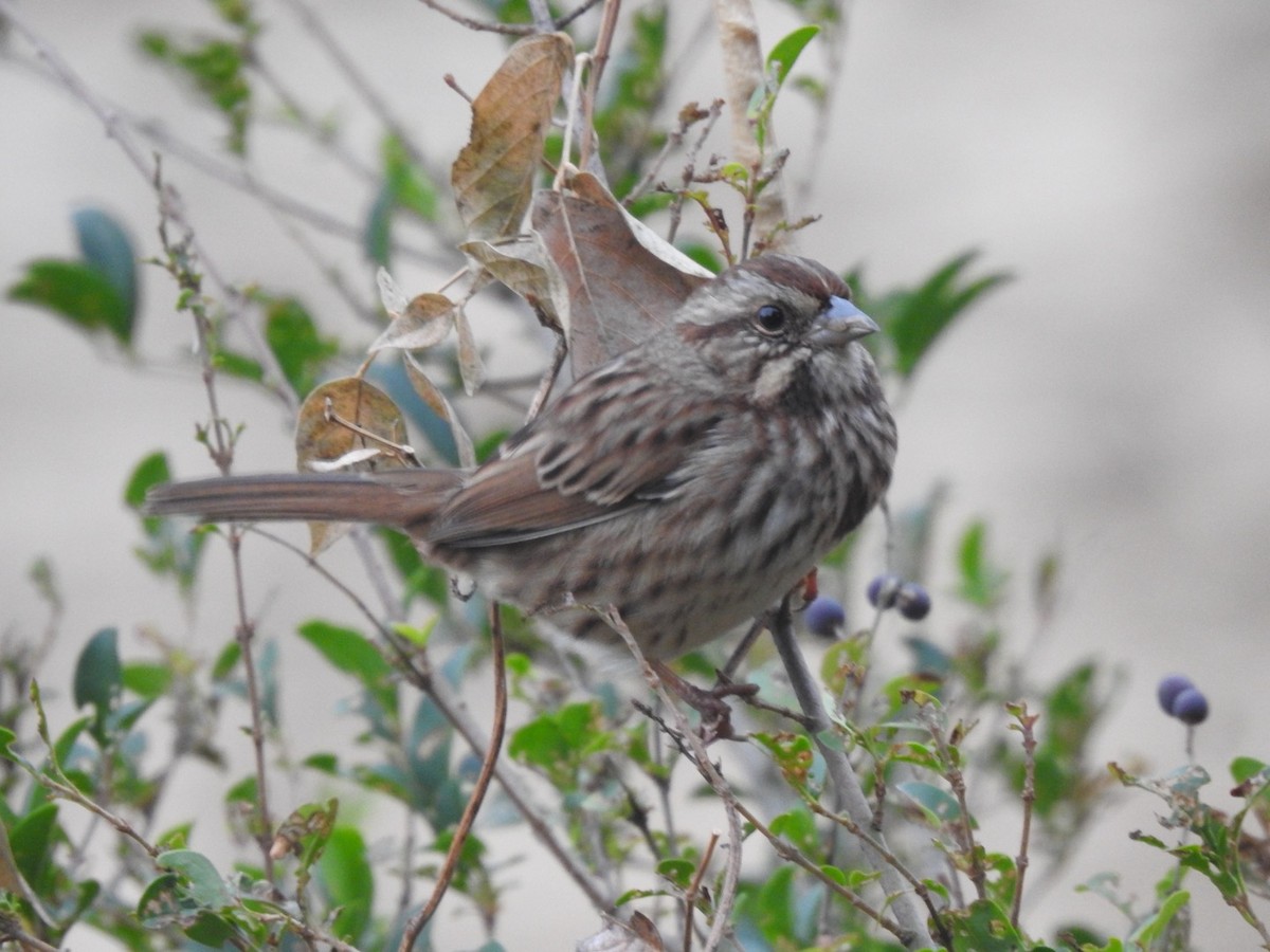 Song Sparrow - ML649027503