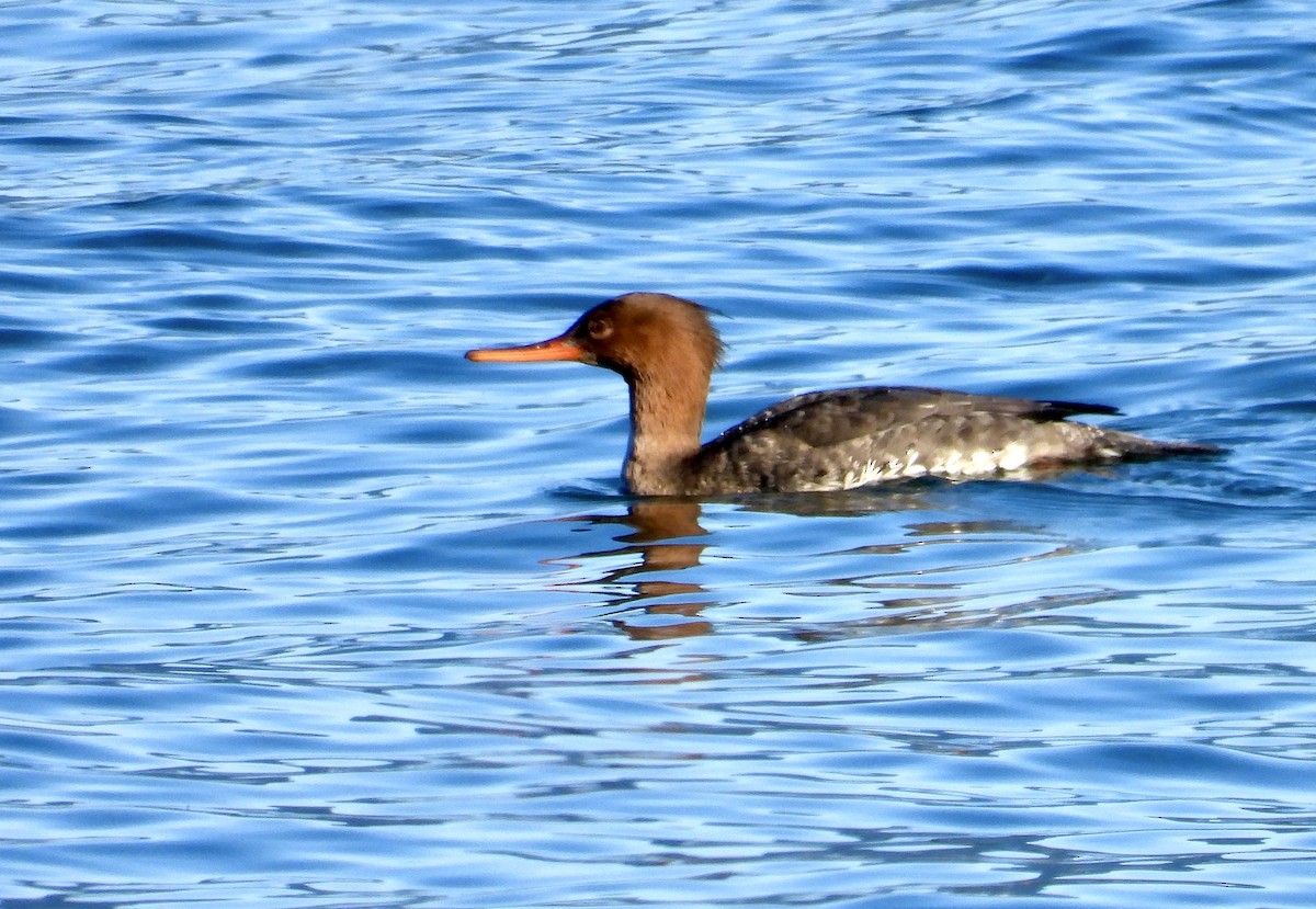 Smergo minore - ML649027505