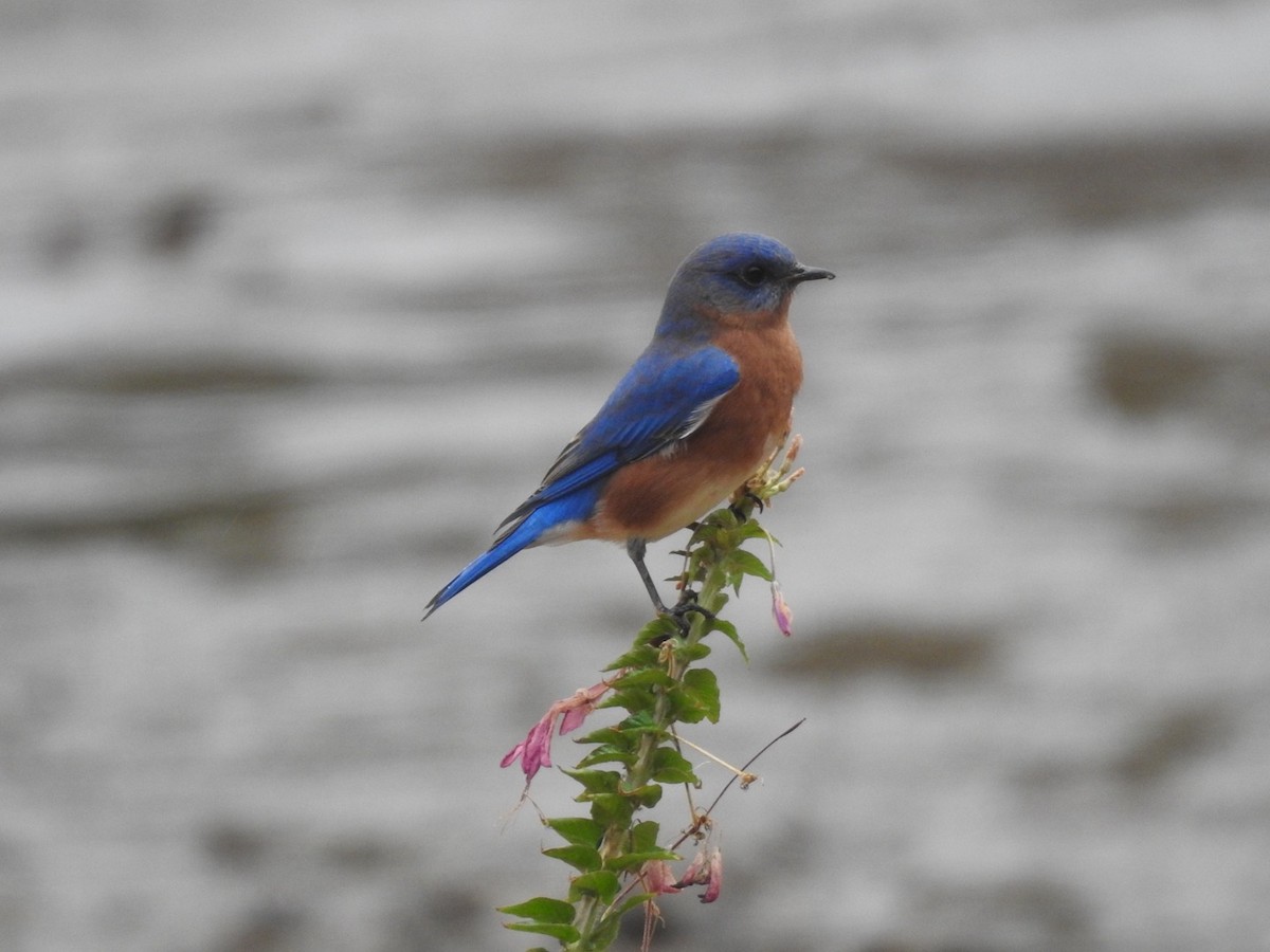 Eastern Bluebird - ML649027521