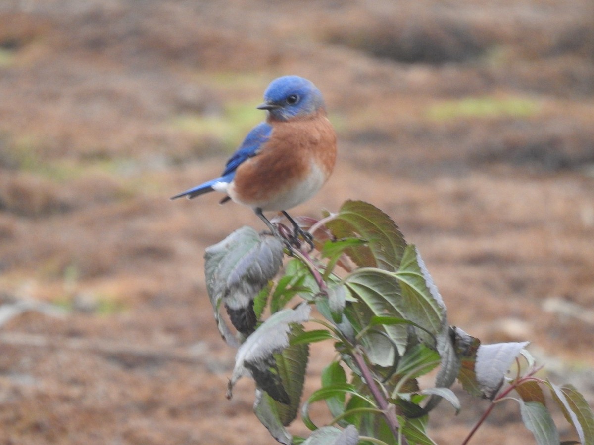 Eastern Bluebird - ML649027522