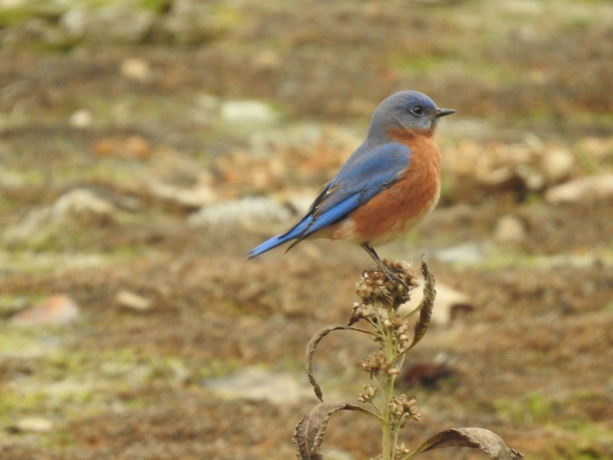 Eastern Bluebird - ML649027523