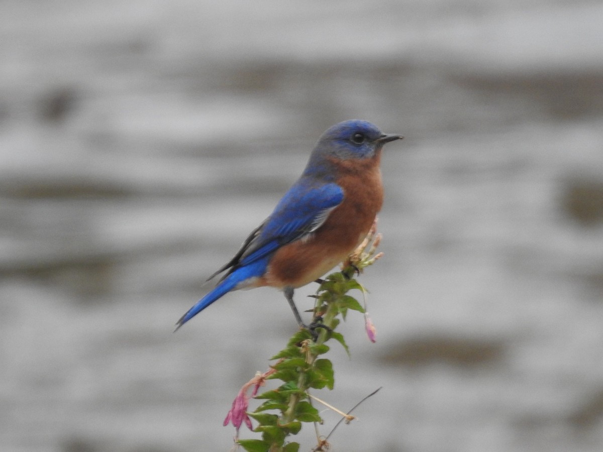 Eastern Bluebird - ML649027524