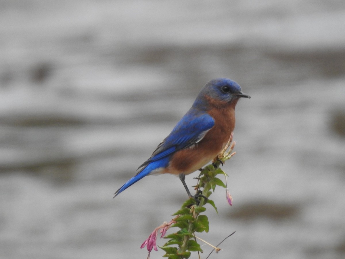 Eastern Bluebird - ML649027525