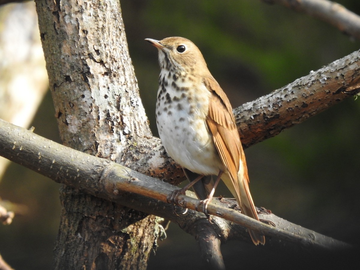Hermit Thrush - ML649027564