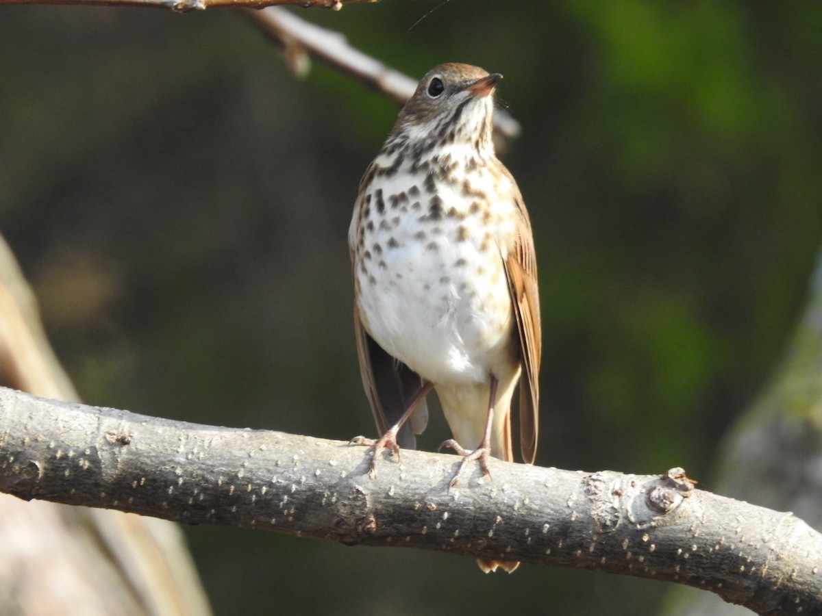 Hermit Thrush - ML649027565