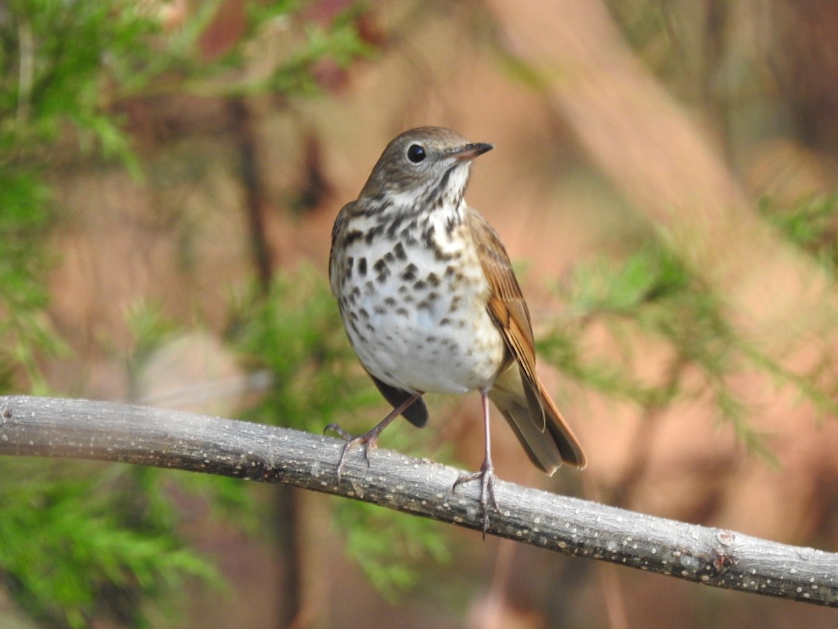 Hermit Thrush - ML649027566