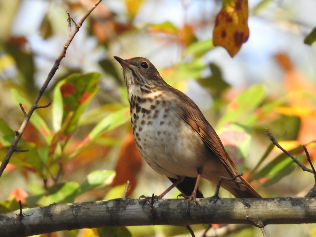 Hermit Thrush - ML649027567