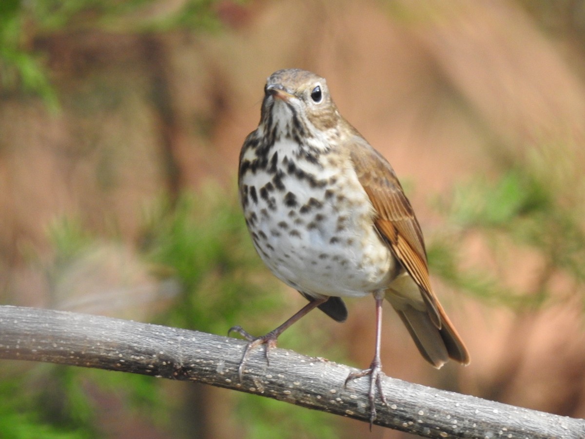 Hermit Thrush - ML649027568