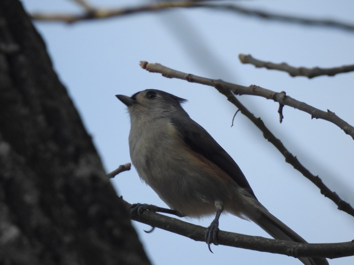Tufted Titmouse - ML649027587