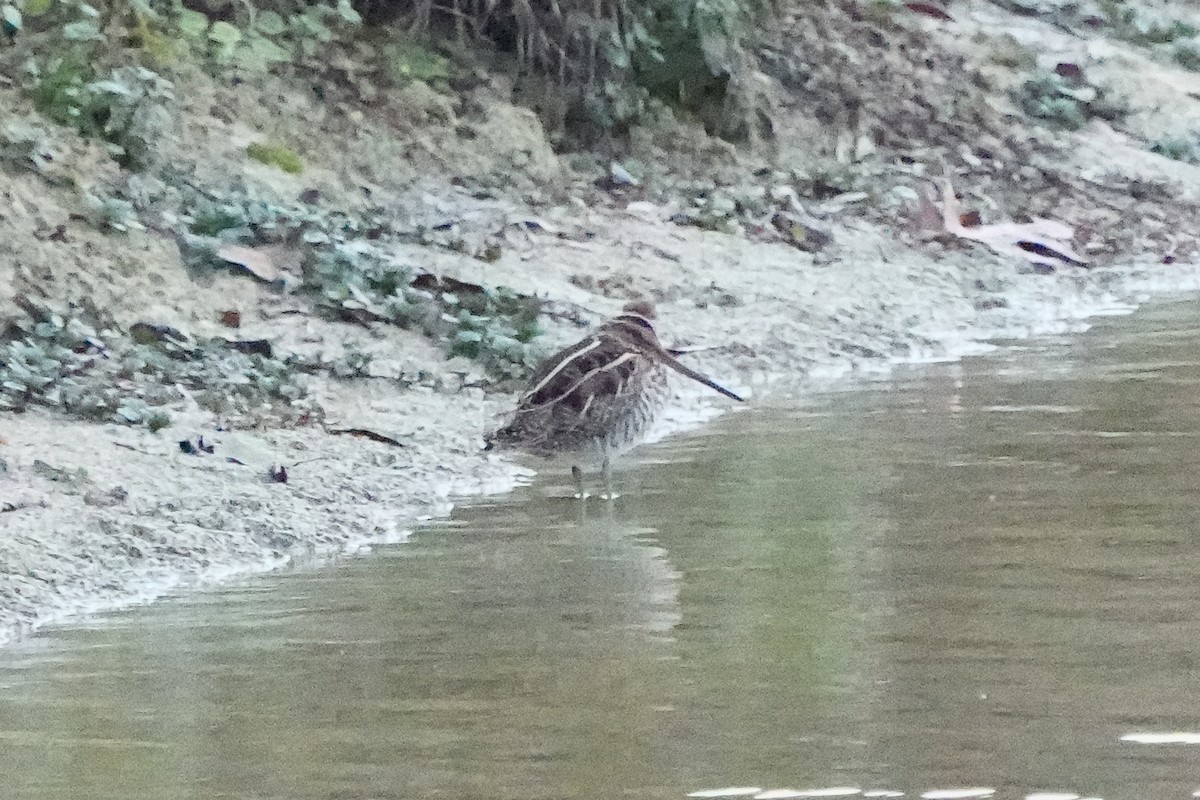 Wilson's Snipe - ML649027588