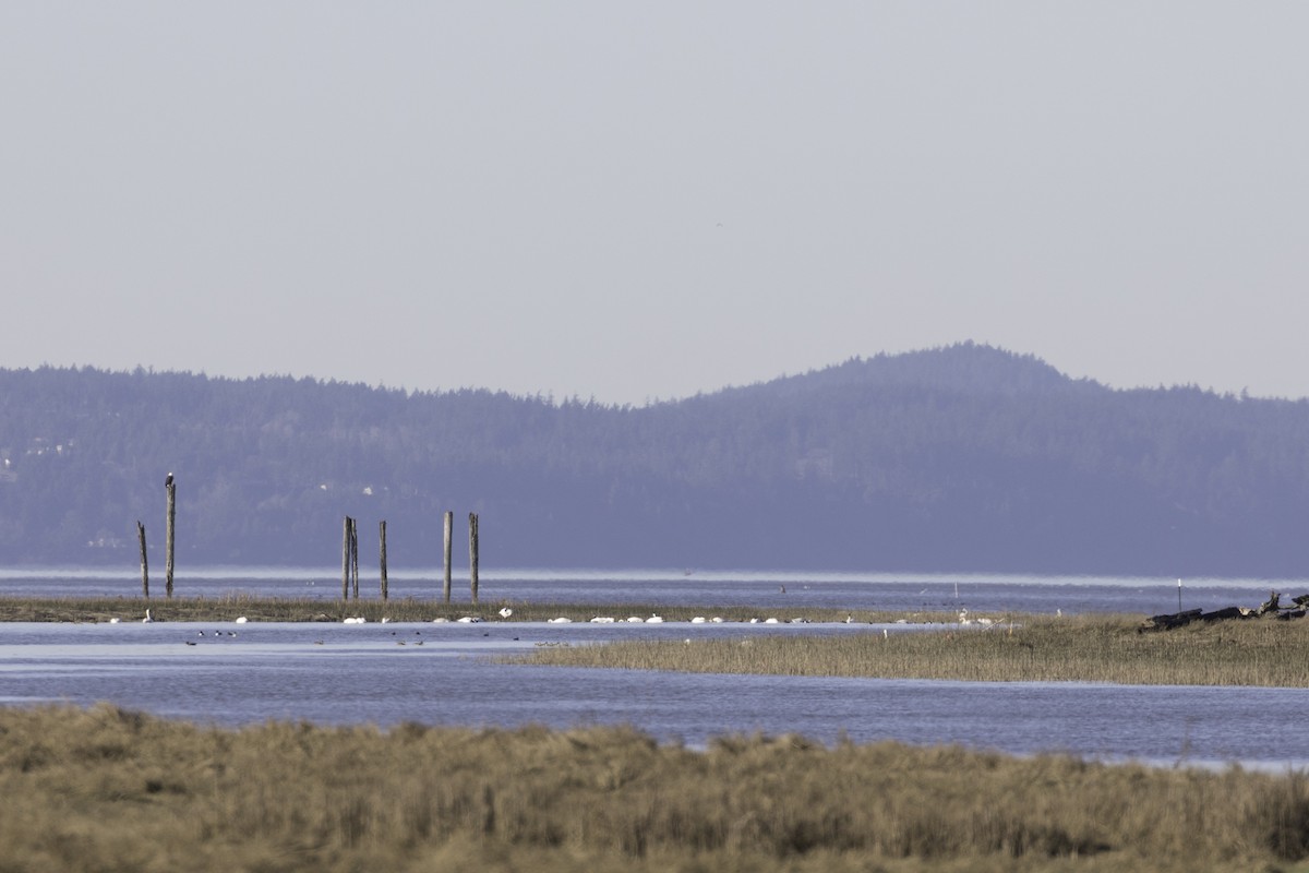 Weißkopf-Seeadler - ML649027631