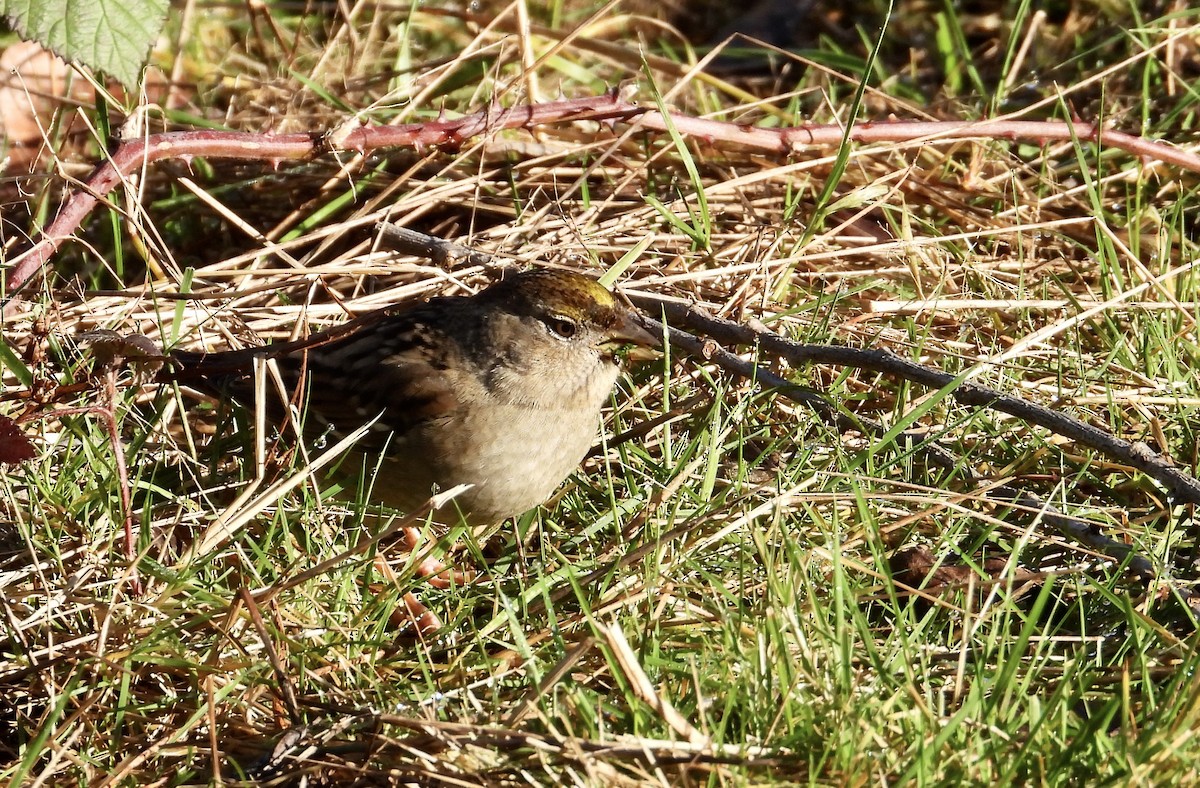 Golden-crowned Sparrow - ML649027794