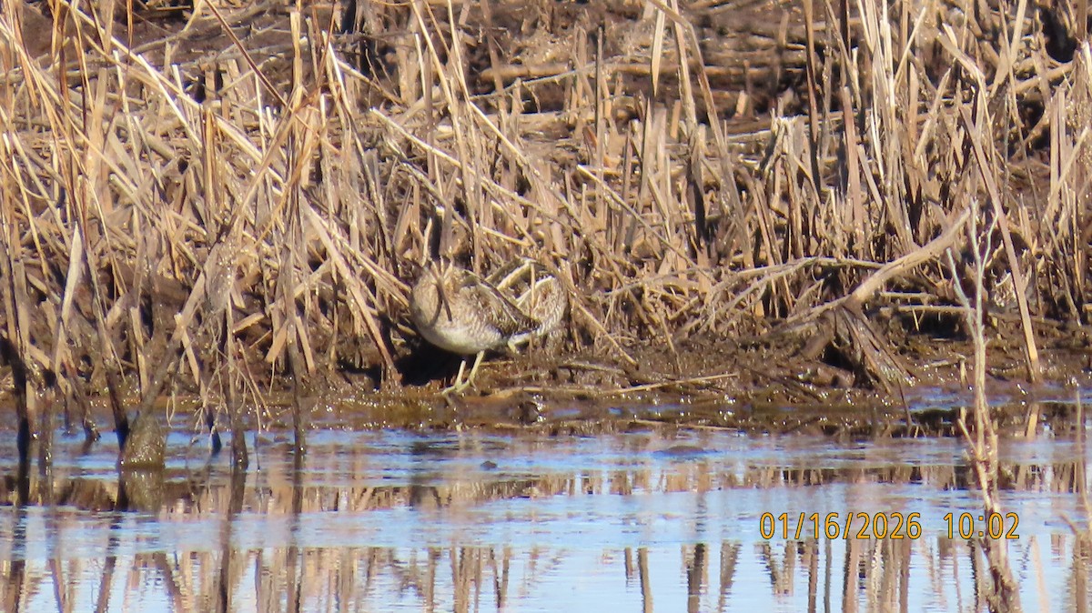 Wilson's Snipe - ML649028129