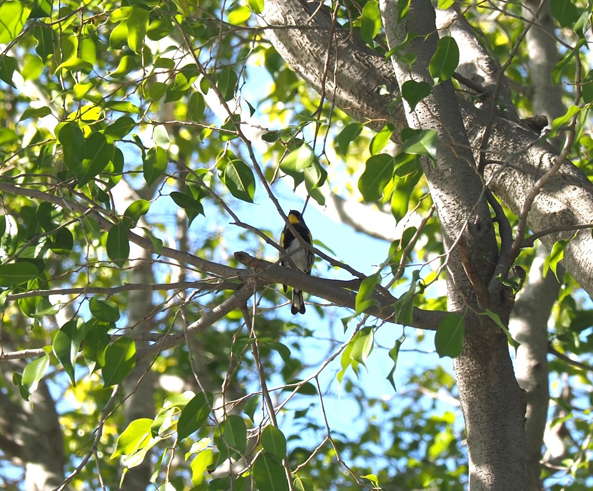 Yellow-rumped Warbler (Audubon's) - ML649028232