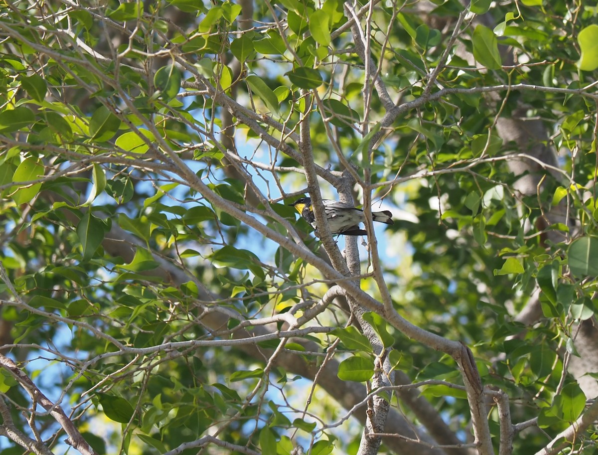 Yellow-rumped Warbler (Audubon's) - ML649028239