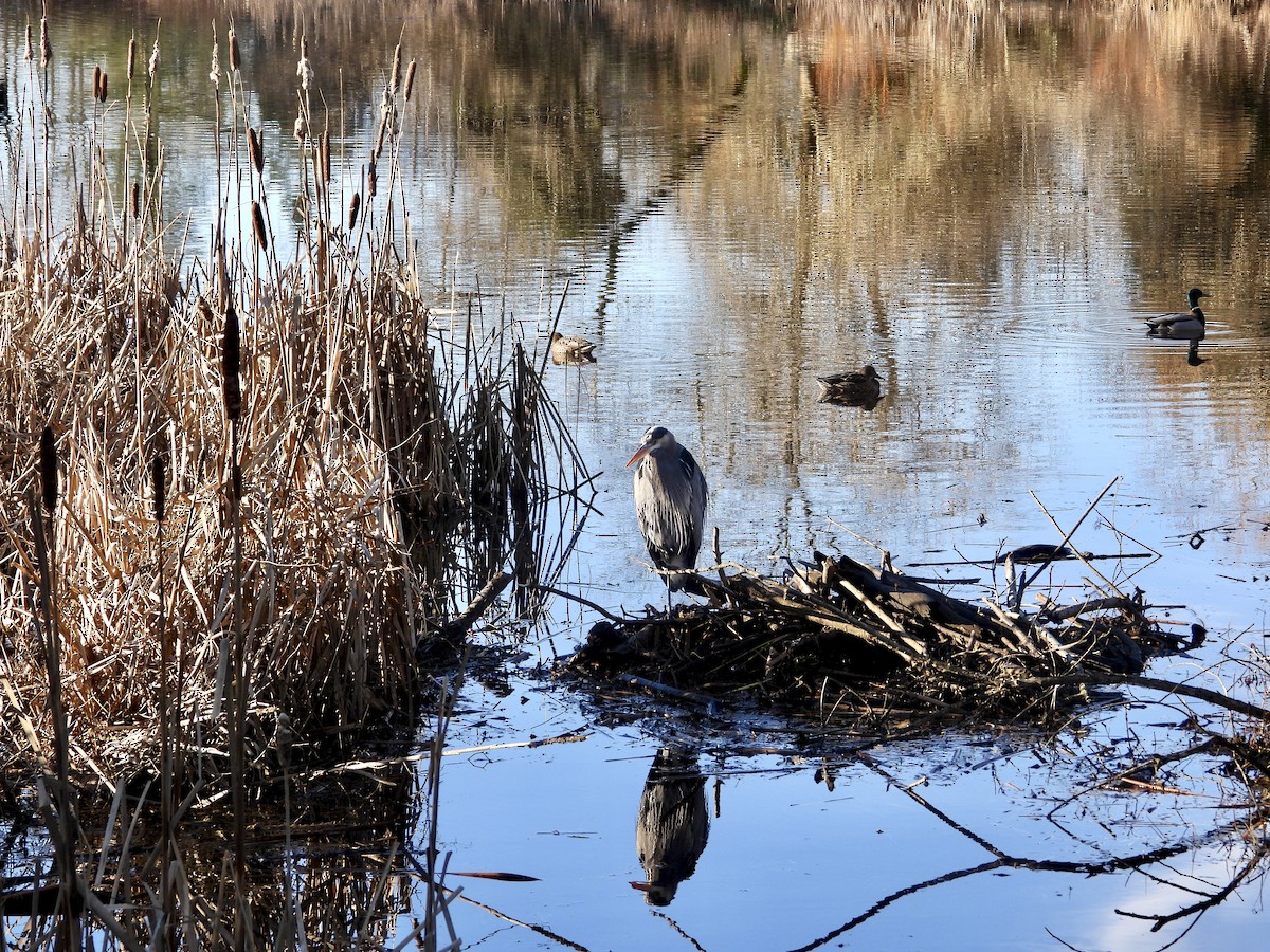 Great Blue Heron - ML649028286