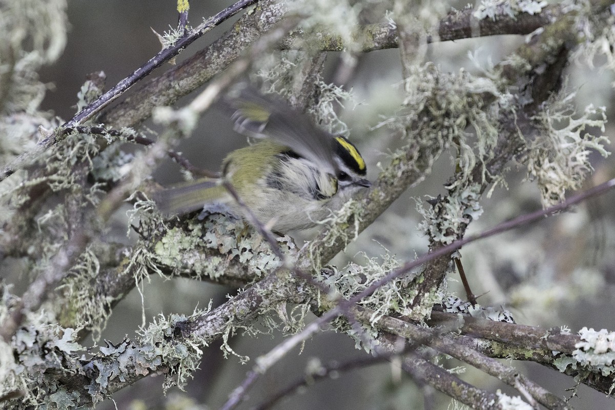 Indianergoldhähnchen - ML649028304