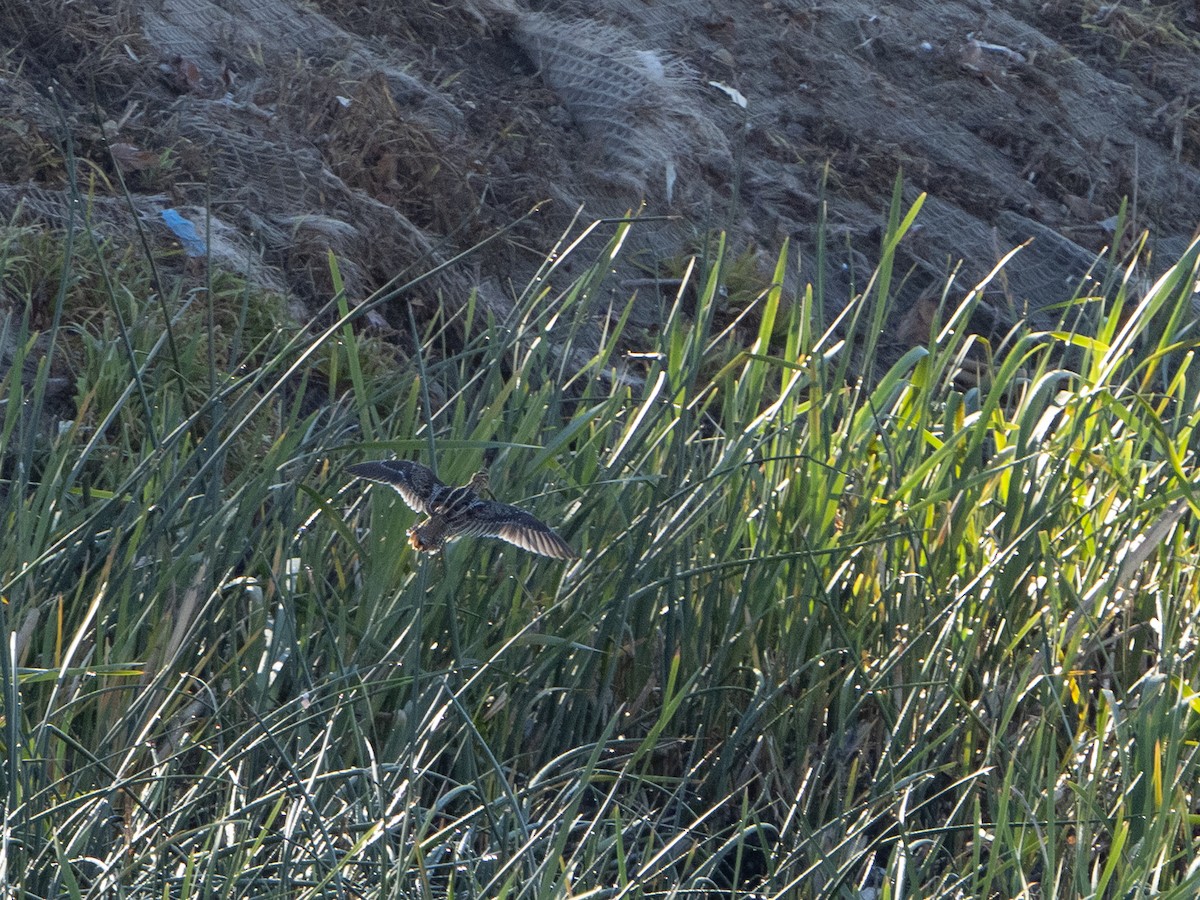 Wilson's Snipe - ML649028317