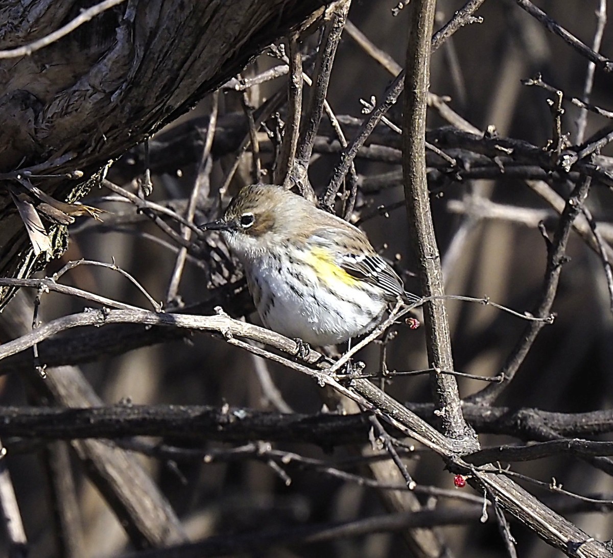 Yellow-rumped Warbler - ML649028394
