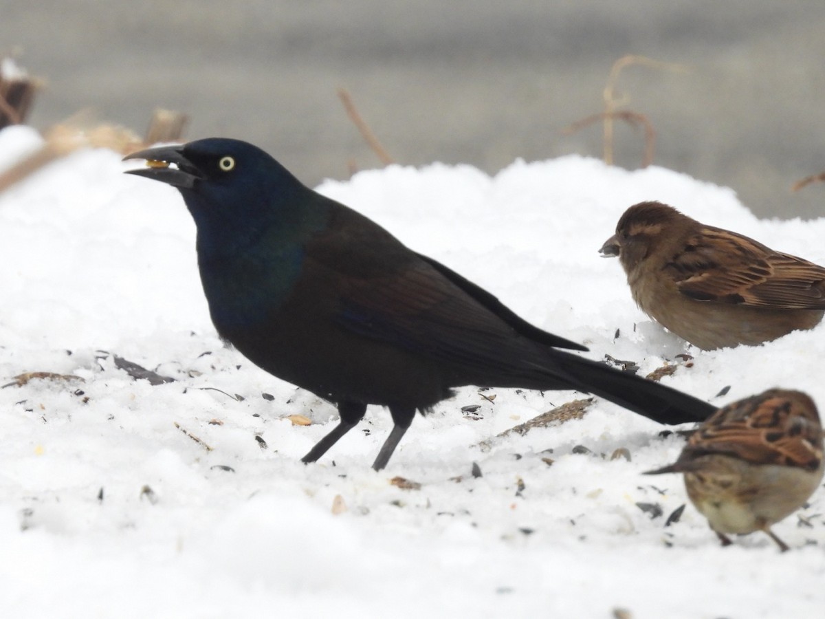 Common Grackle - ML649028432