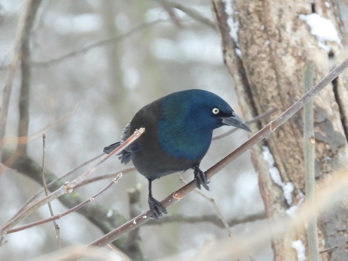 Common Grackle - ML649028433