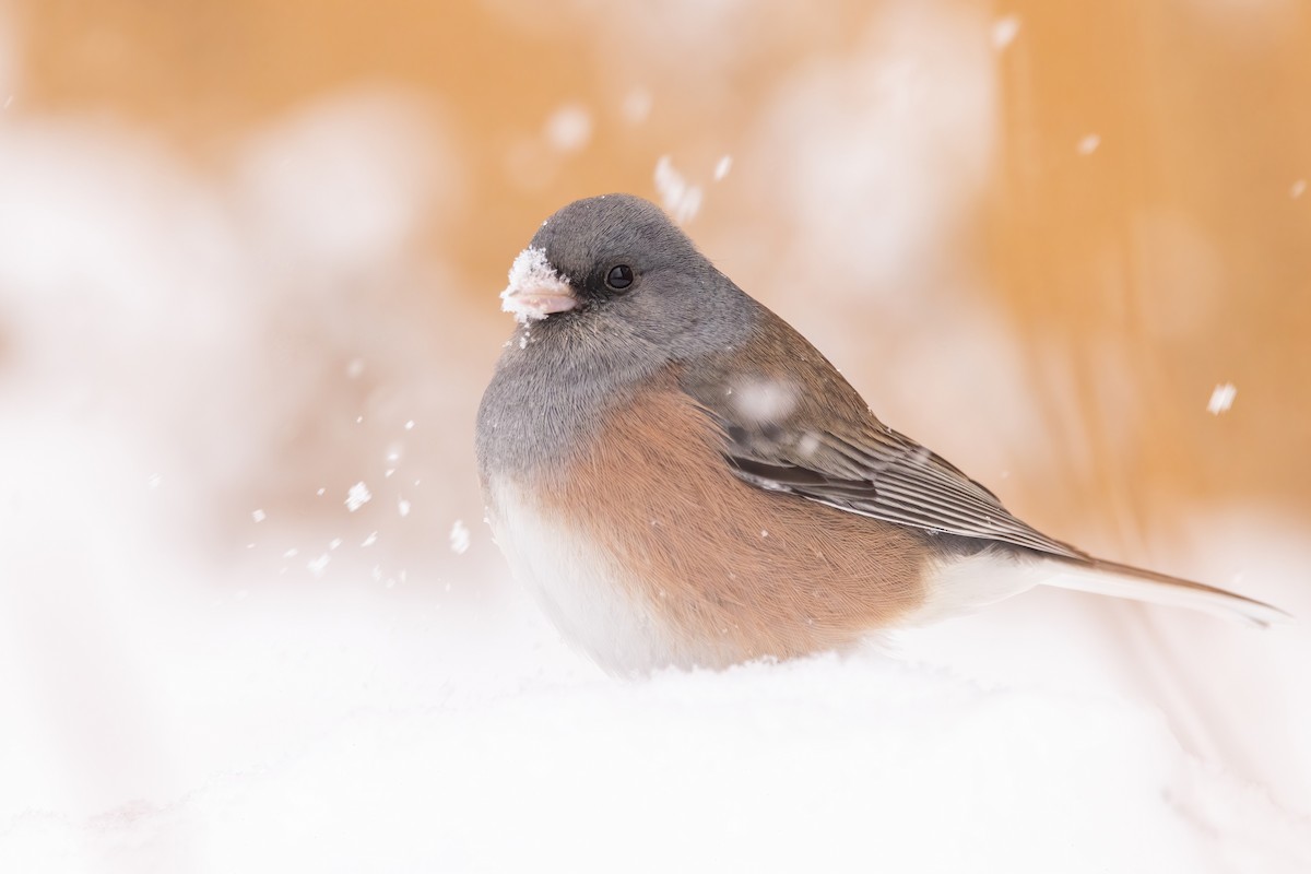 Dark-eyed Junco (Pink-sided) - ML649028503
