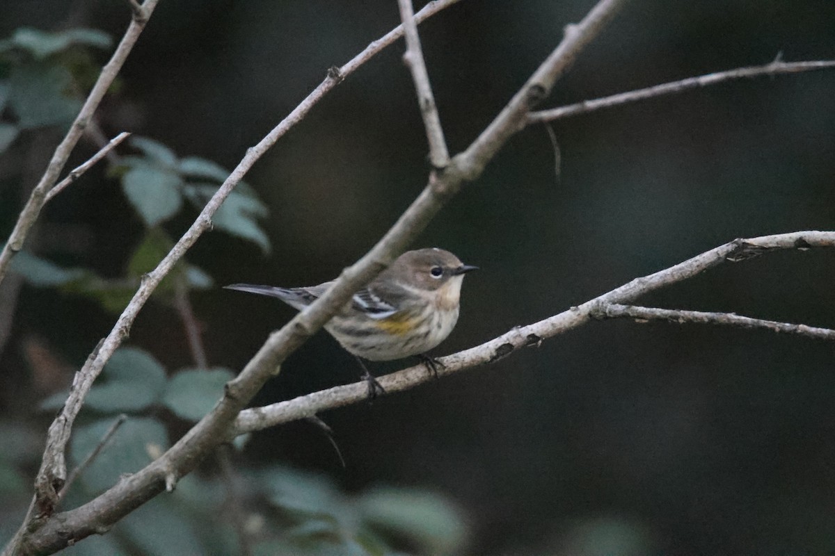 Yellow-rumped Warbler (Audubon's) - ML649028663