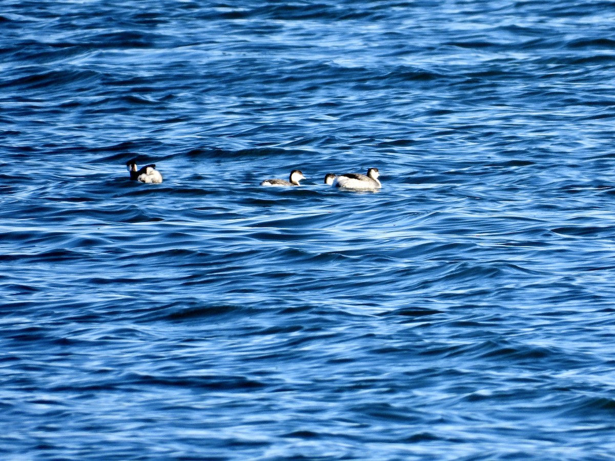 Svasso cornuto - ML649028802