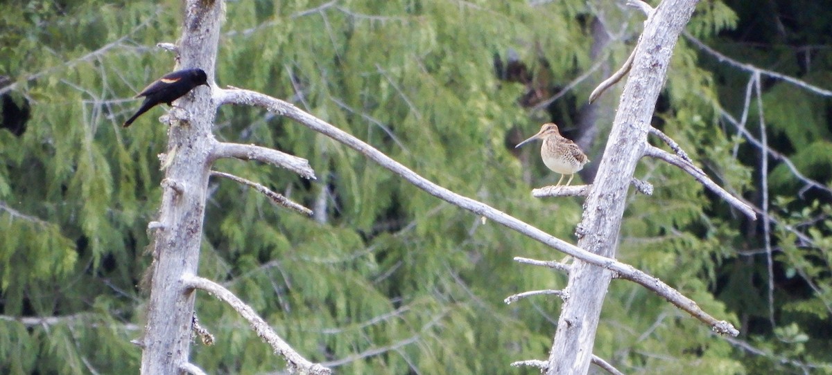 Wilson's Snipe - ML649028861
