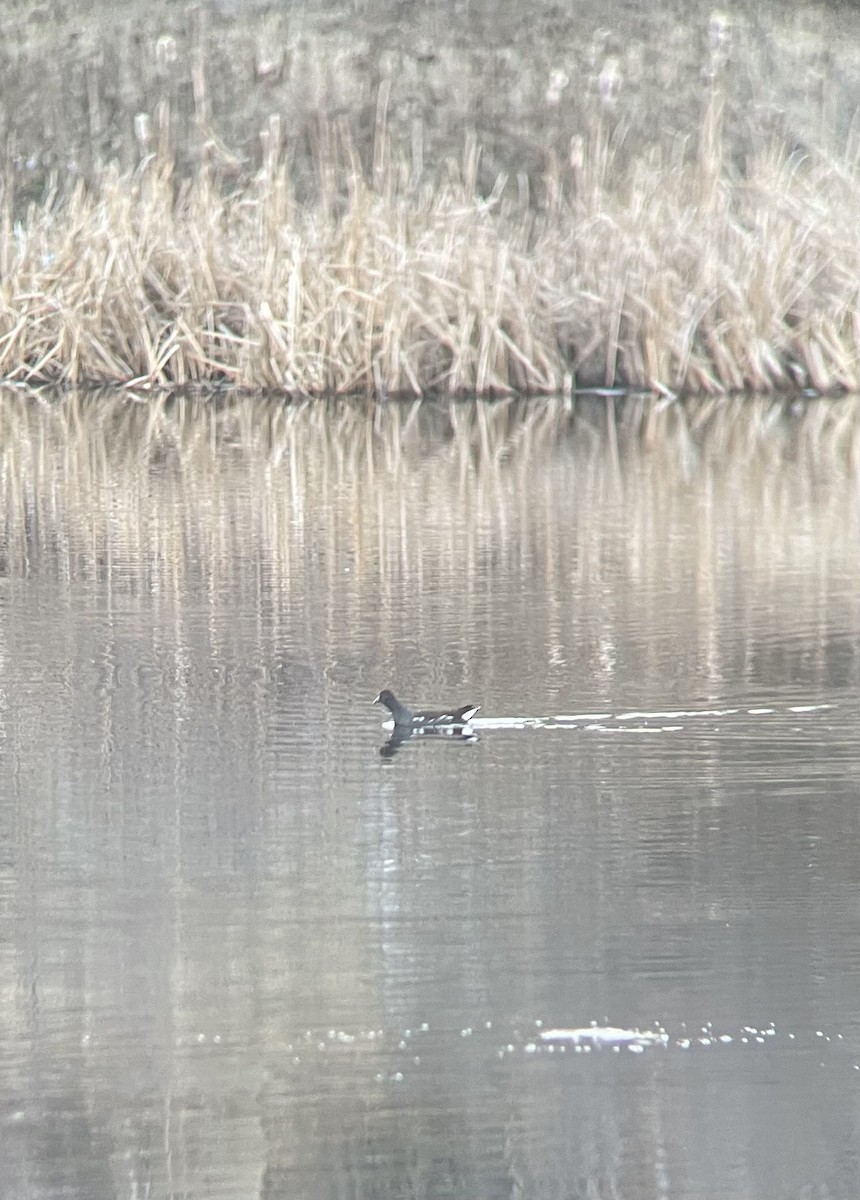 Common Gallinule - ML649028876