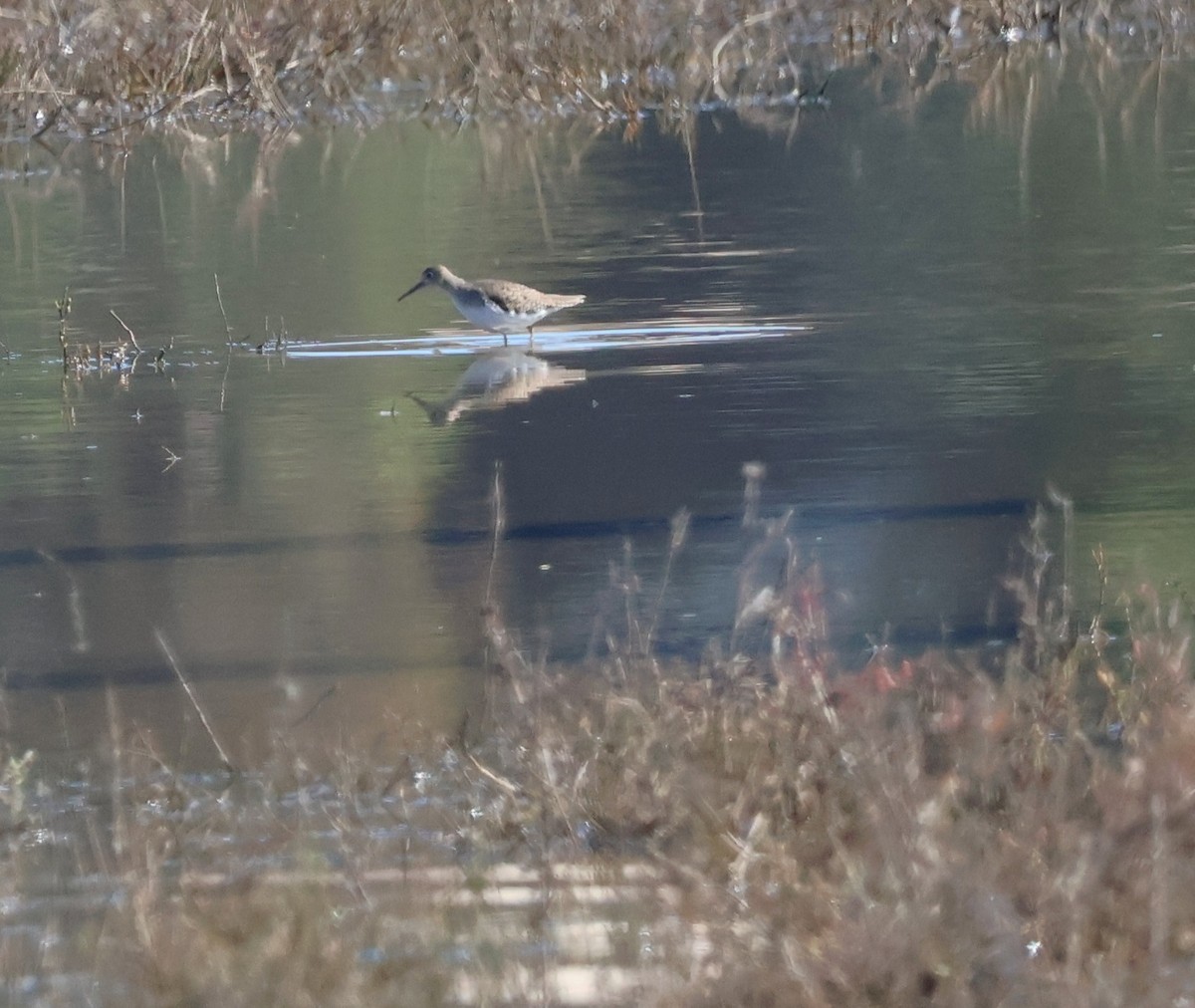 Solitary Sandpiper - ML649028923