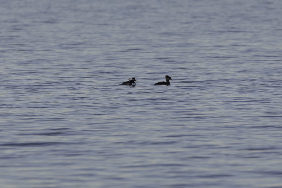 Kappensäger - ML649029087