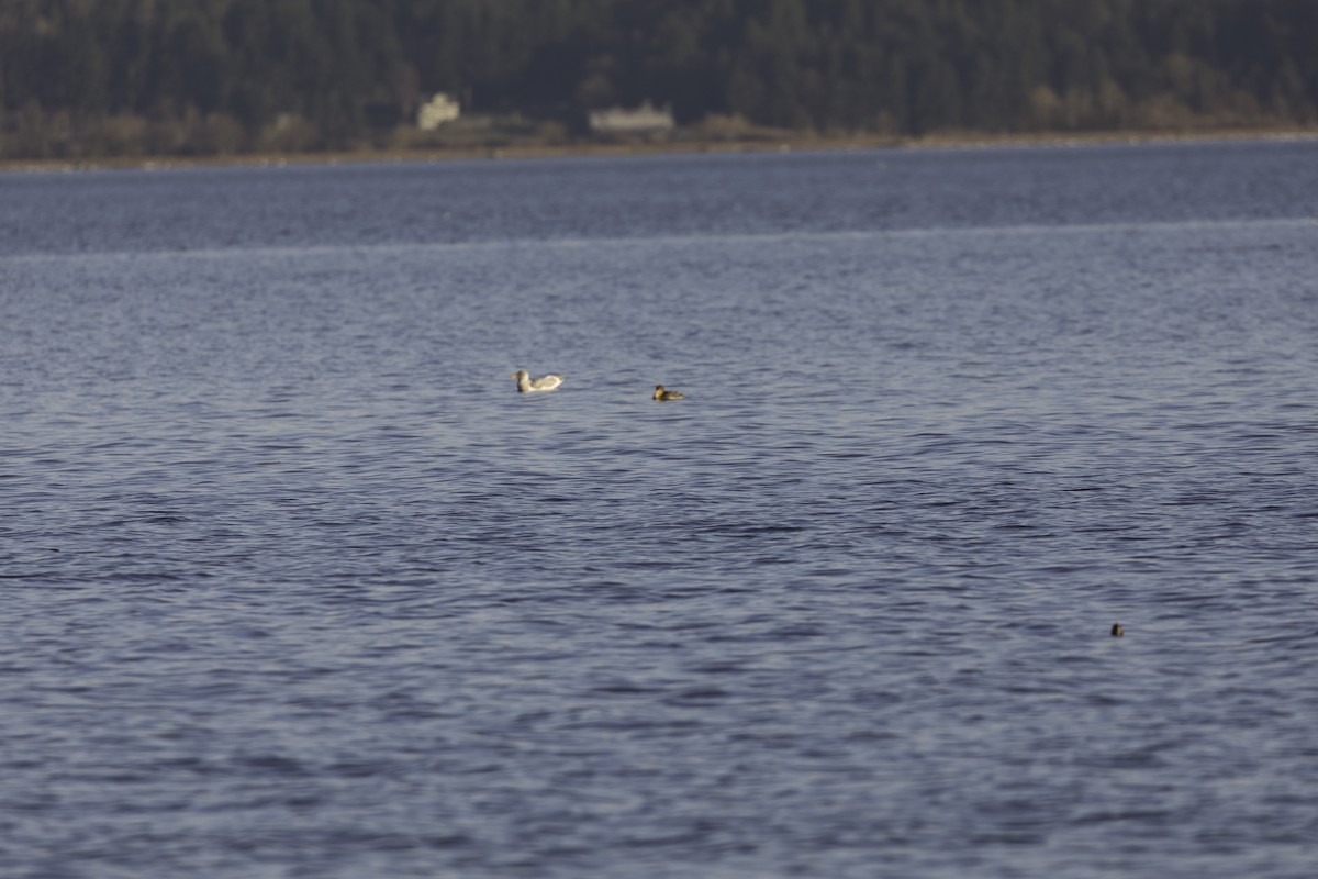 Gänsesäger - ML649029092