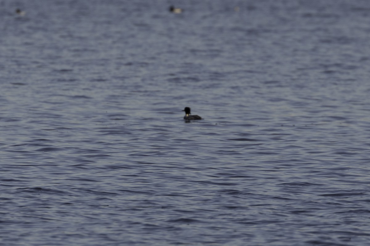 Mittelsäger - ML649029097