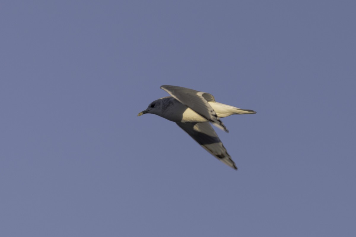 Kurzschnabel-Sturmmöwe - ML649029102