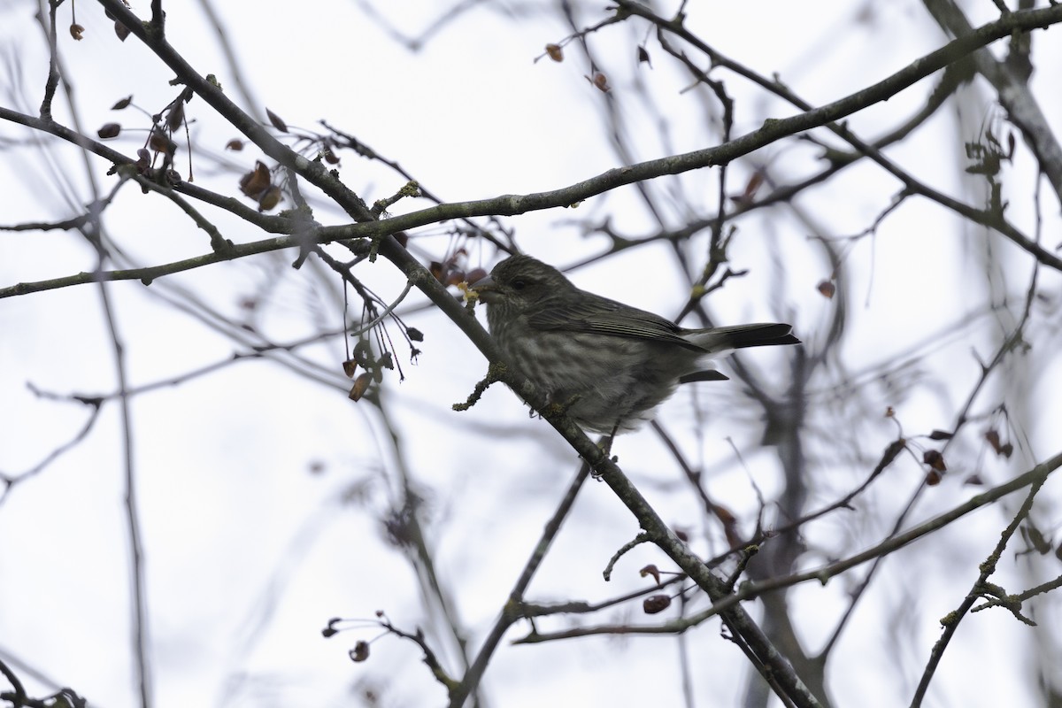 Purpurgimpel - ML649029109