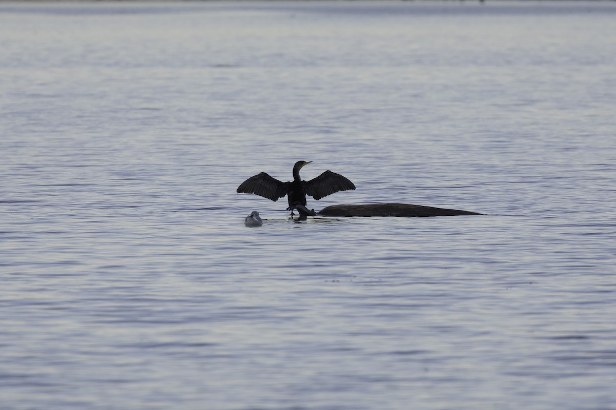 Ohrenscharbe - ML649029118