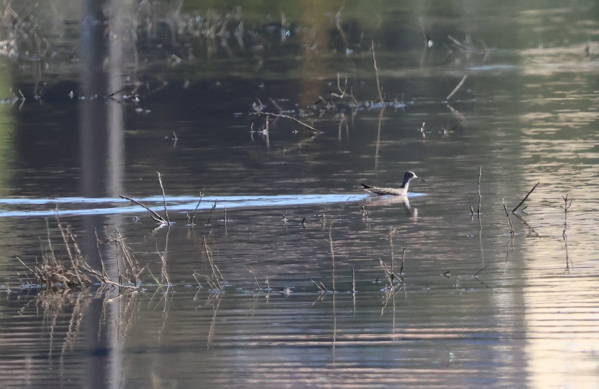 Solitary Sandpiper - ML649029140