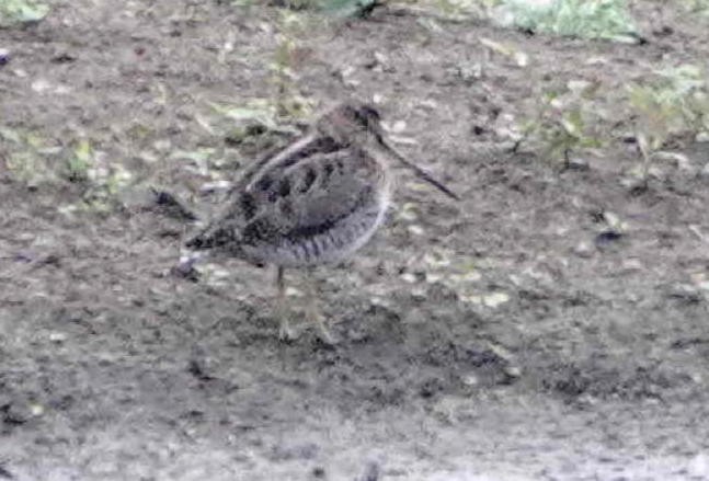 Wilson's Snipe - ML649029201