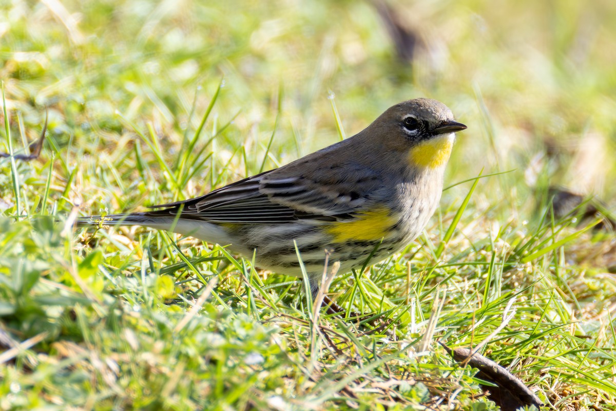 Yellow-rumped Warbler - ML649029212