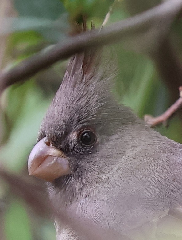 Pyrrhuloxia - ML649029223