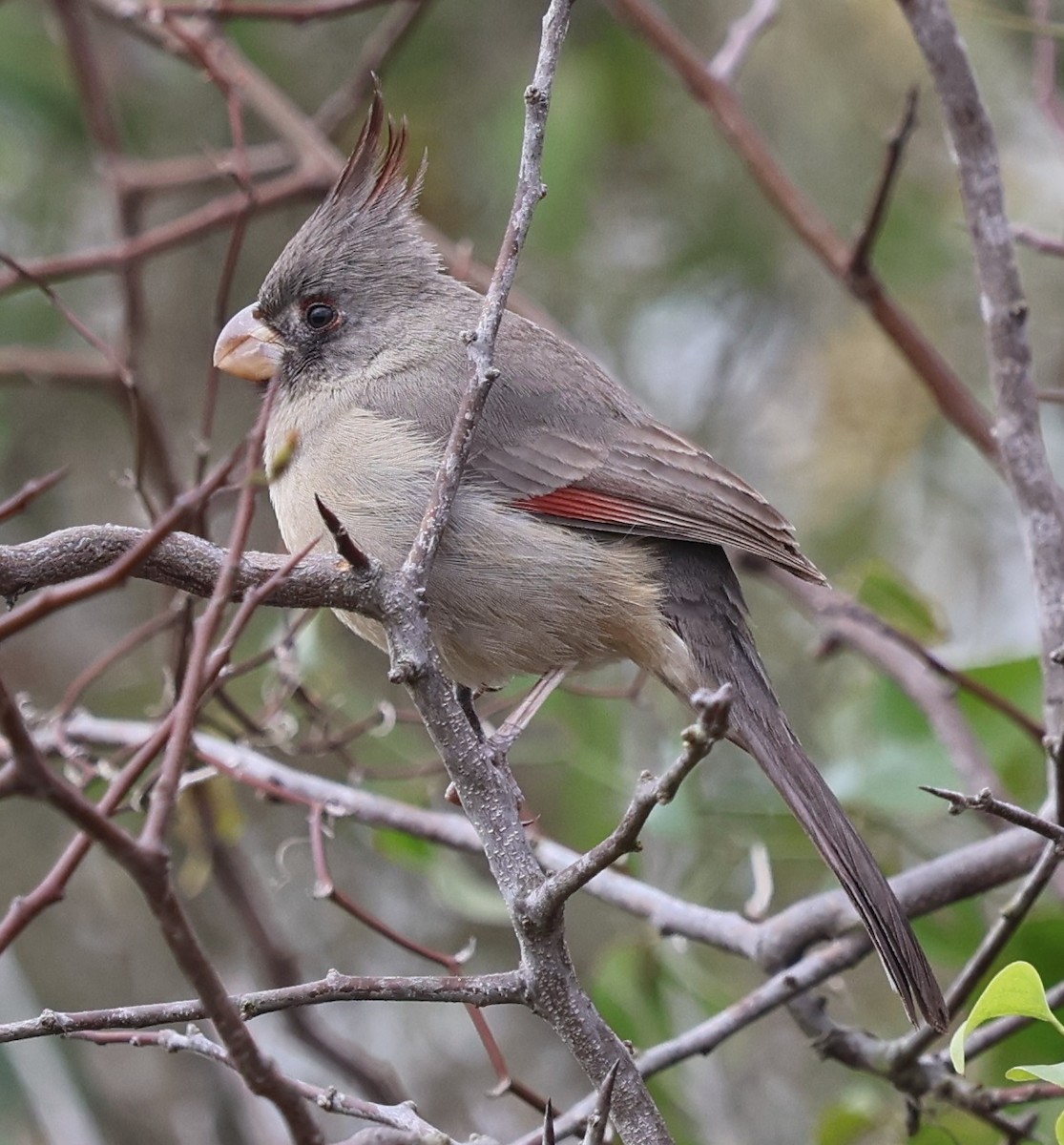 Pyrrhuloxia - ML649029224