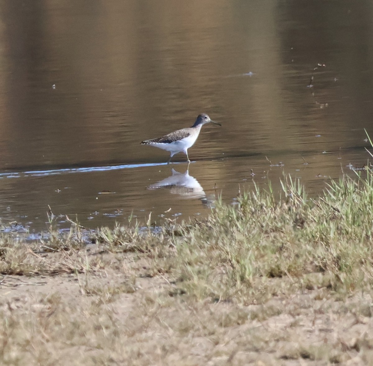 Solitary Sandpiper - ML649029226