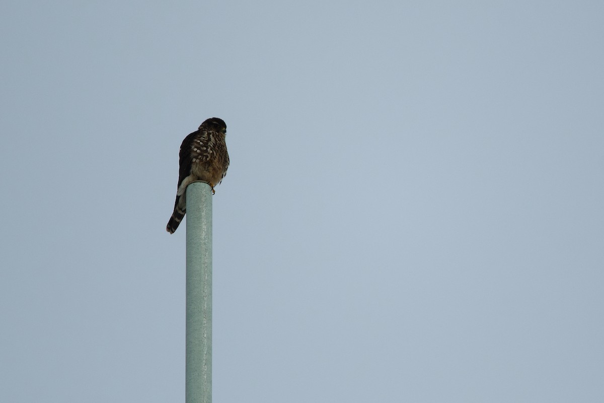 コチョウゲンボウ - ML649029327