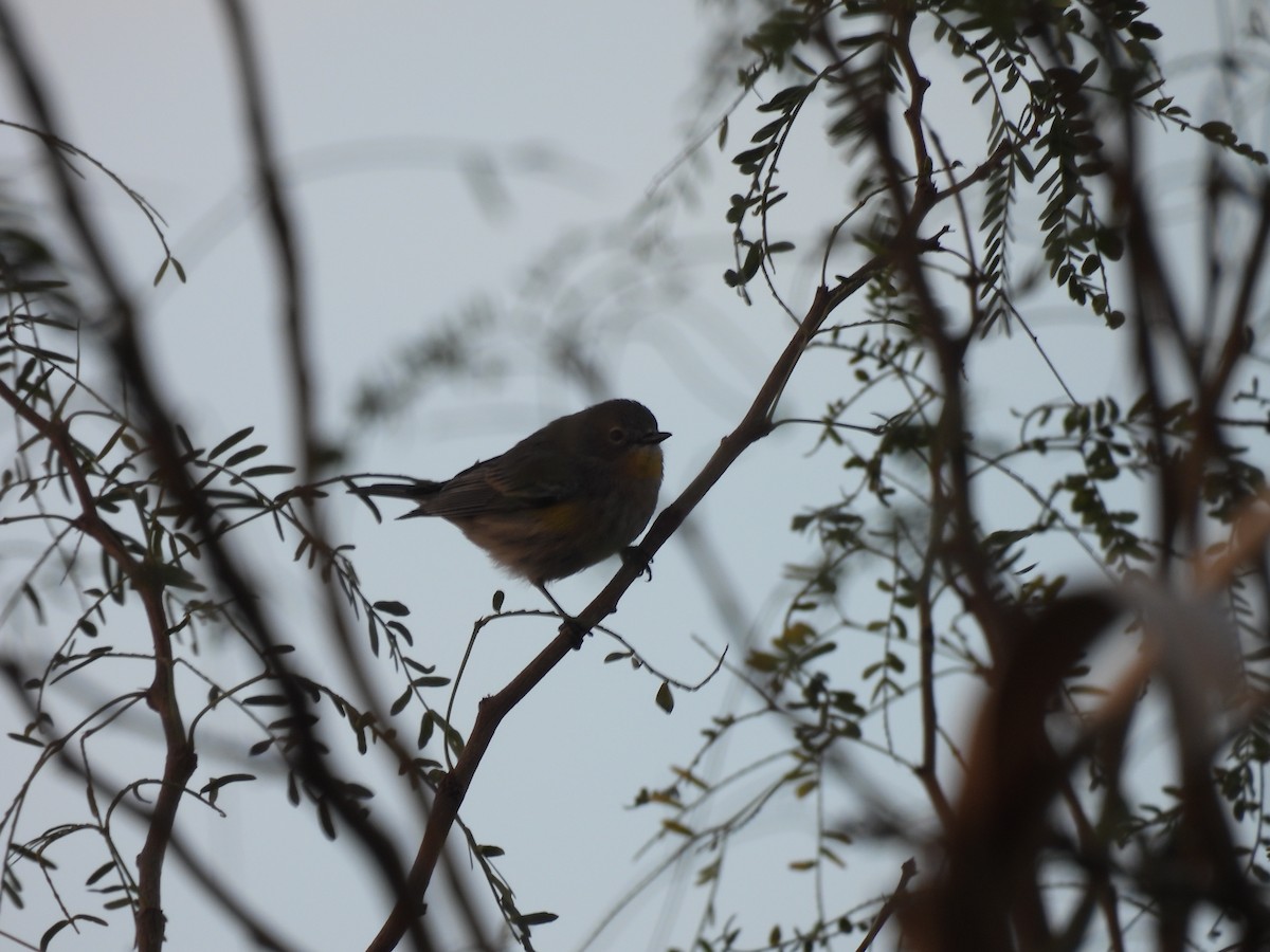 Yellow-rumped Warbler - ML649029435