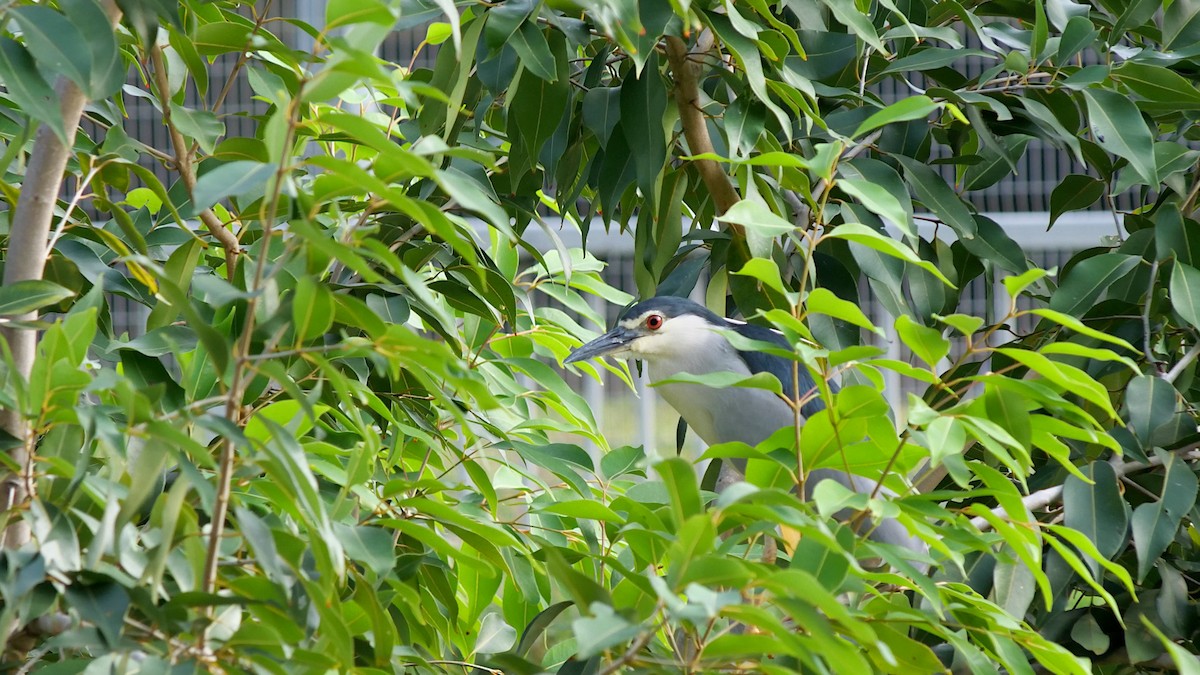 Black-crowned Night Heron - ML649029494