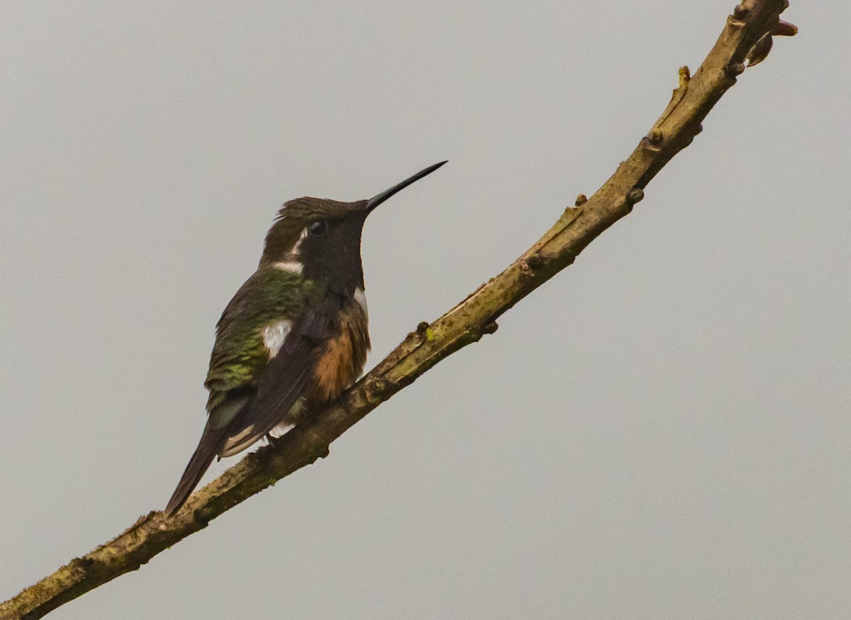Purple-throated Woodstar - ML649029592