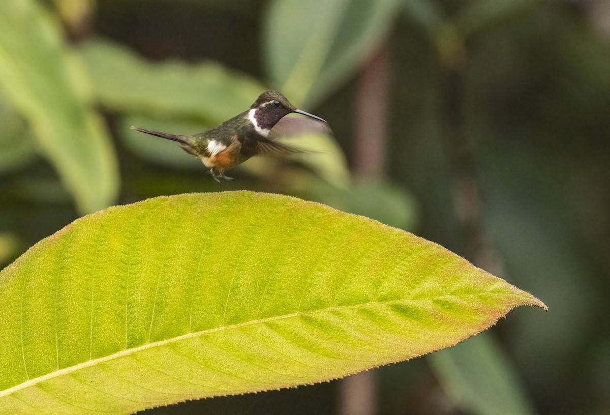 Purple-throated Woodstar - ML649029605