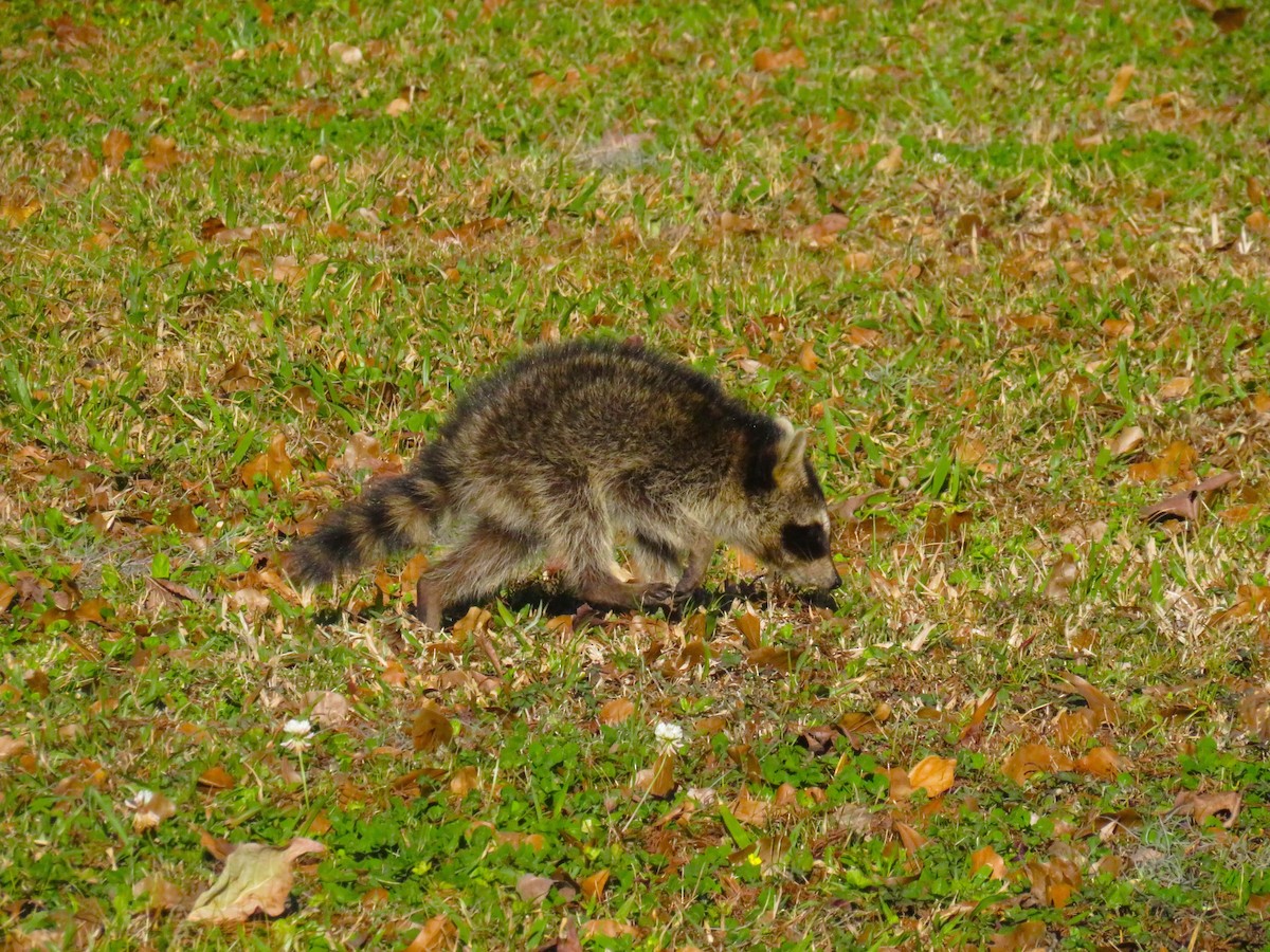 Common Raccoon - ML649029614